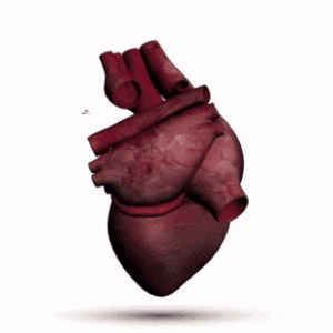 animated-heart-condition-pumping-prezi-template